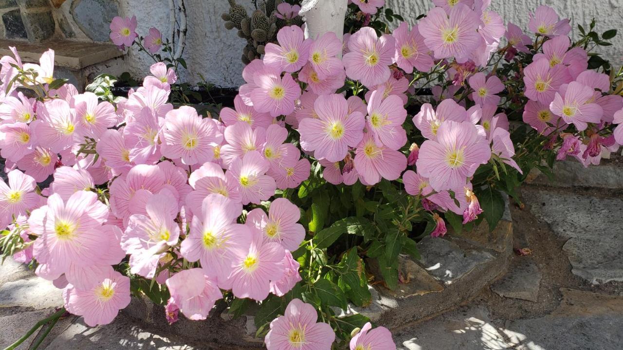 Vila Renato Εξαμίλιο Εξωτερικό φωτογραφία