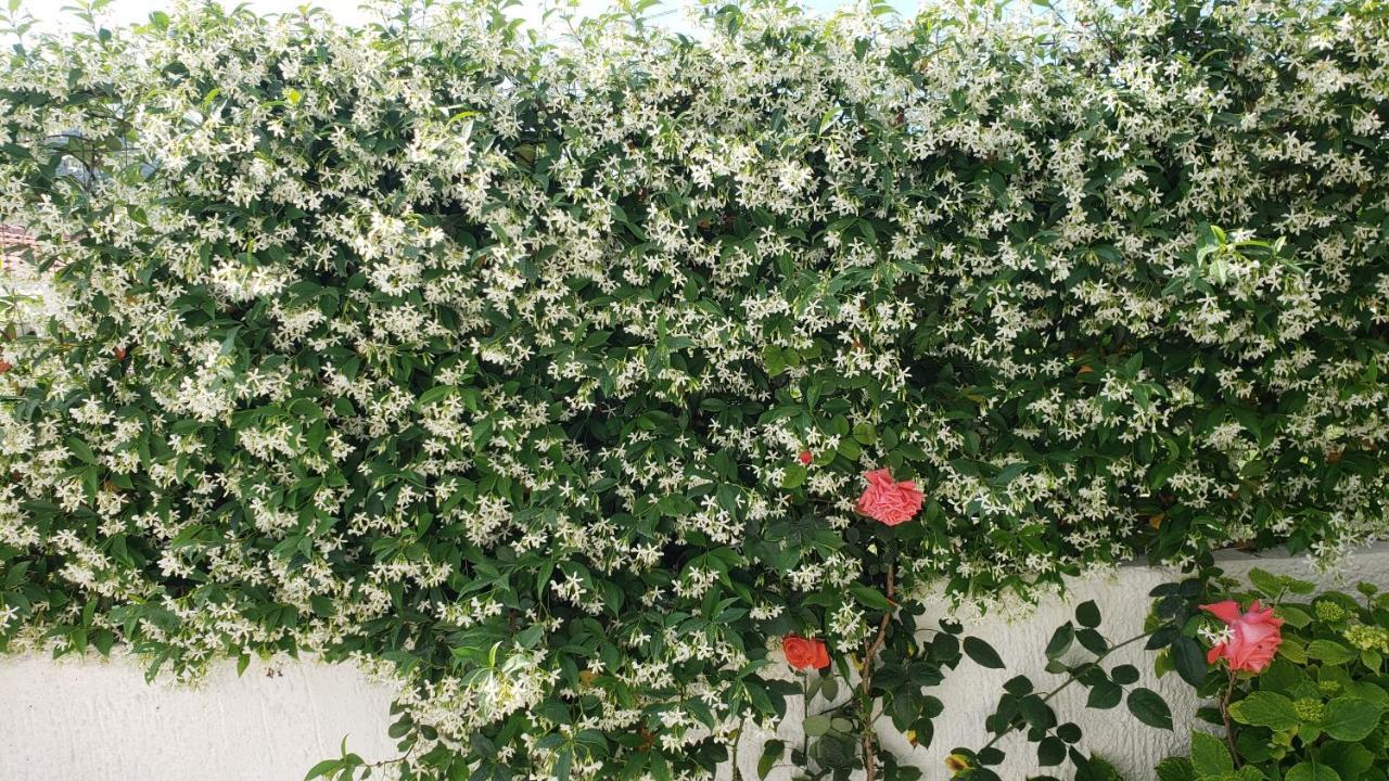 Vila Renato Εξαμίλιο Εξωτερικό φωτογραφία